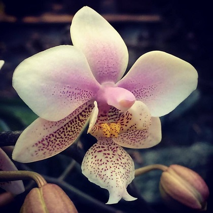 VI Зимний фестиваль орхидей: Тропическая зима